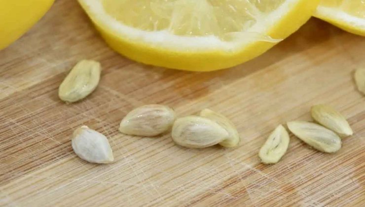 semillas de limon semillas de limon