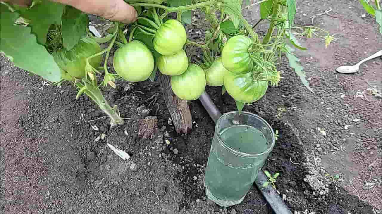 Tomates grandes y jugosos