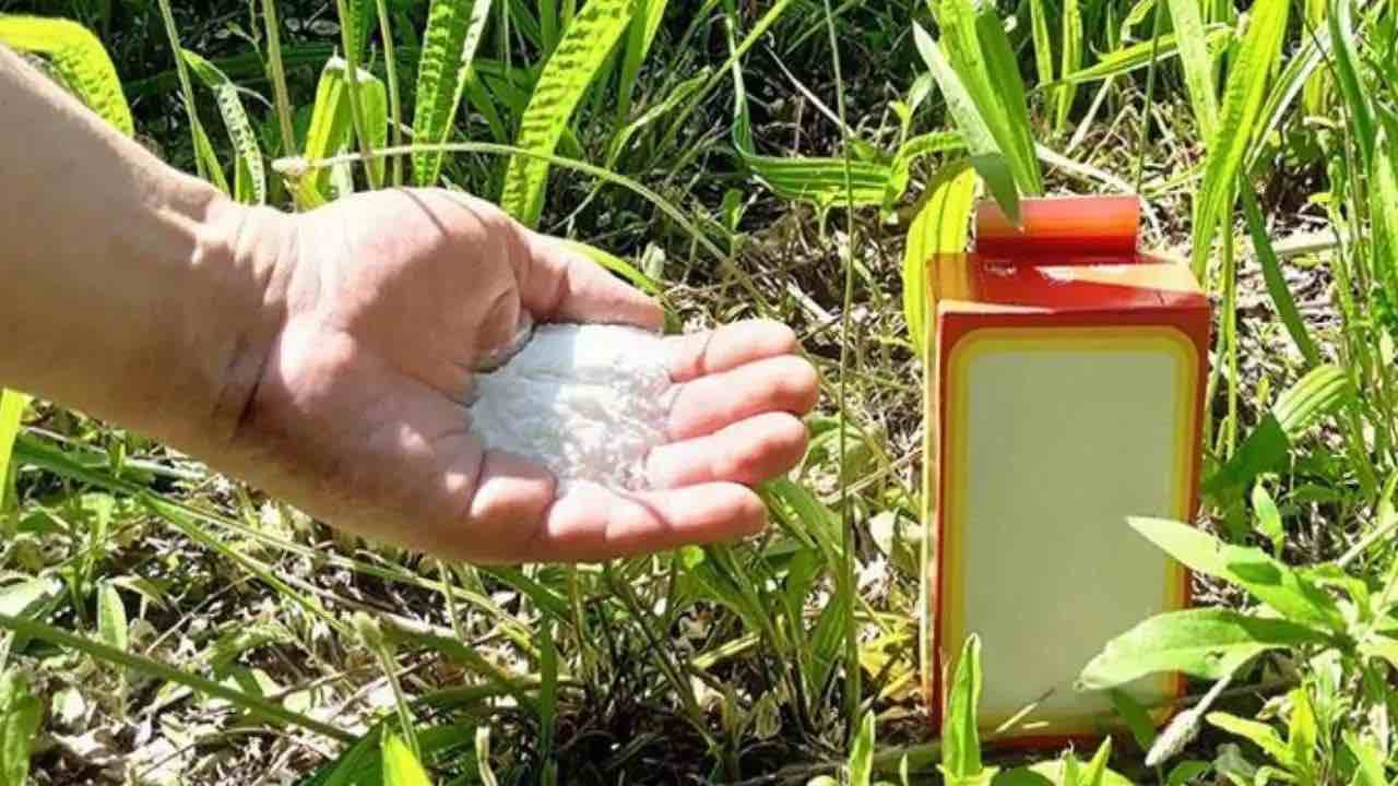 ingrediente puñado ingrediente puñado