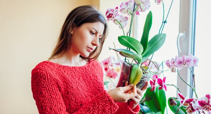Plantas opacas y secas. Plantas opacas y secas.